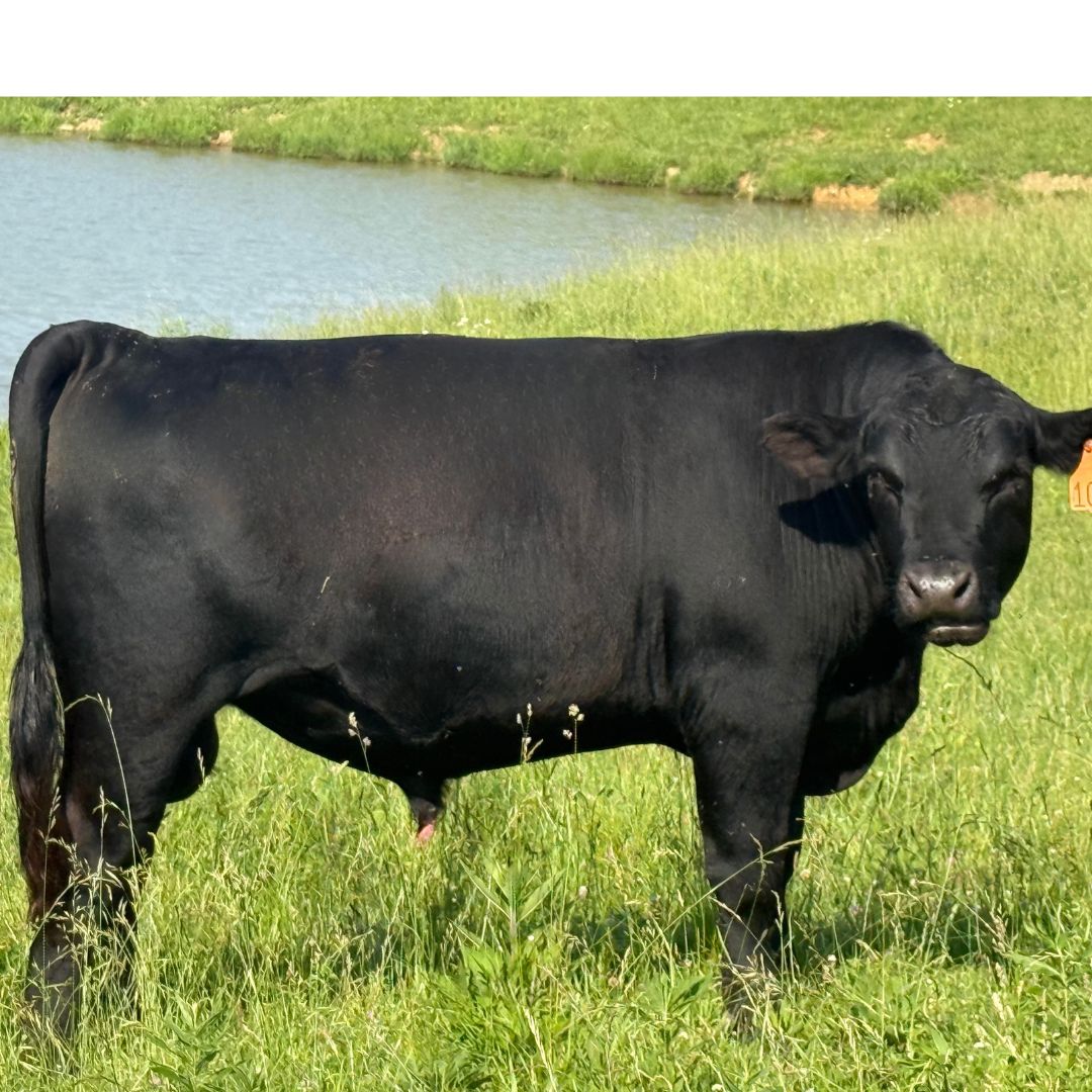 Black Angus Bull